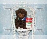 Image preview for Ad Listing. Nickname: AKC MICRO TCP T