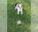 Small #3 Aussie-Corgi