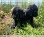 Small Photo #8 Golden Labrador Puppy For Sale in PEYTON, CO, USA