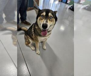 Siberian Husky Dogs for adoption in Temple, TX, USA