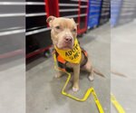 Small Photo #3 American Pit Bull Terrier Puppy For Sale in Richmond, VA, USA