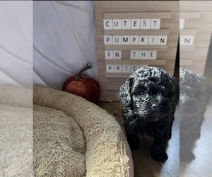 Cockapoo Puppy for sale in LOWELL, MA, USA