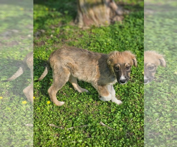 Medium Photo #4 Collie-Unknown Mix Puppy For Sale in Wakefield, RI, USA