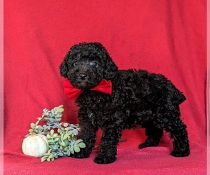 Poodle (Toy) Puppy for sale in KIRKWOOD, PA, USA
