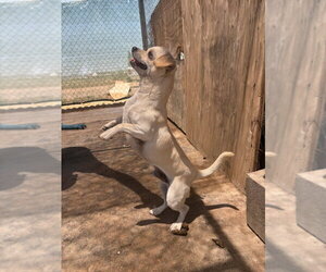 Chihuahua Dogs for adoption in Apple Valley, CA, USA