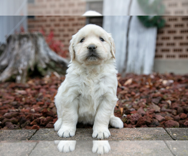 Medium Photo #2 English Cream Golden Retriever Puppy For Sale in ORRVILLE, OH, USA