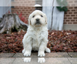 Small #1 English Cream Golden Retriever
