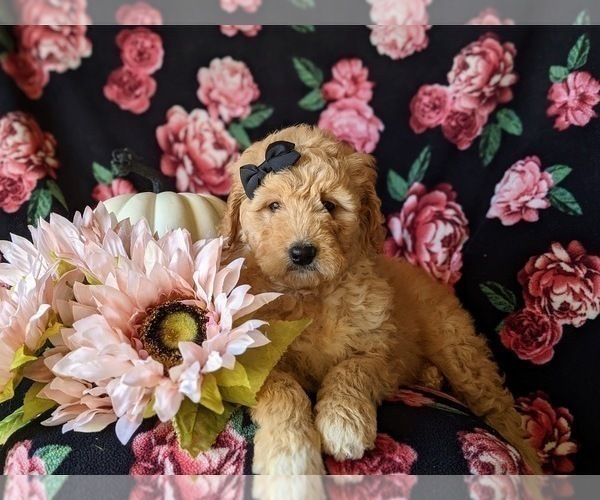 Medium Photo #6 Goldendoodle Puppy For Sale in PEACH BOTTOM, PA, USA