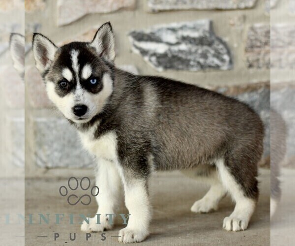 Medium Photo #3 Gerberian Shepsky Puppy For Sale in HONEY BROOK, PA, USA