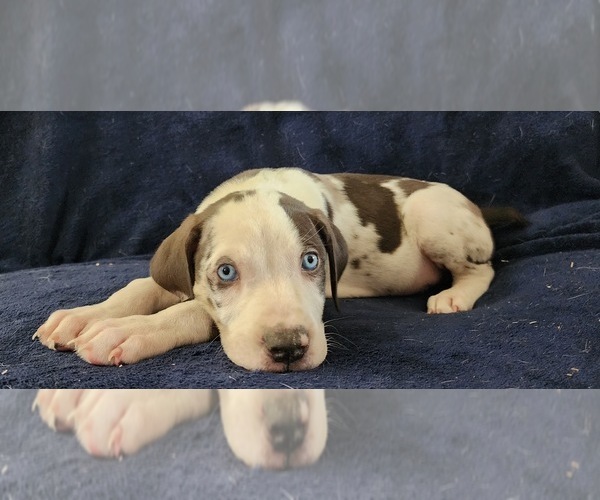 Medium Photo #10 Catahoula Leopard Dog Puppy For Sale in CUMBY, TX, USA