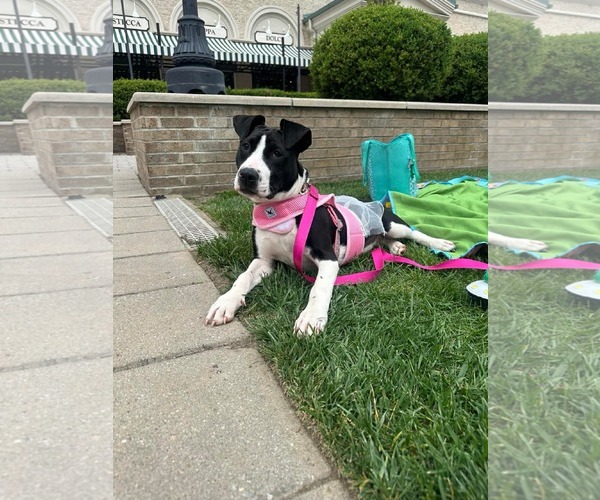 Medium Photo #2 American Pit Bull Terrier-Unknown Mix Puppy For Sale in Germantown, OH, USA