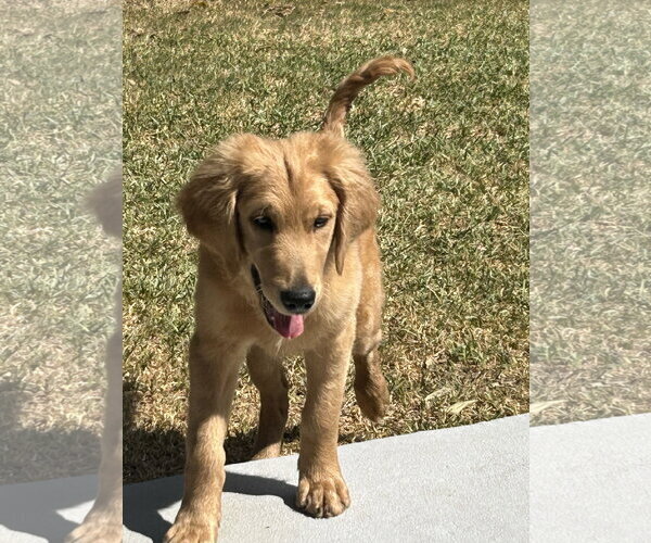 Medium Photo #2 Goldendoodle Puppy For Sale in Fort Worth, TX, USA