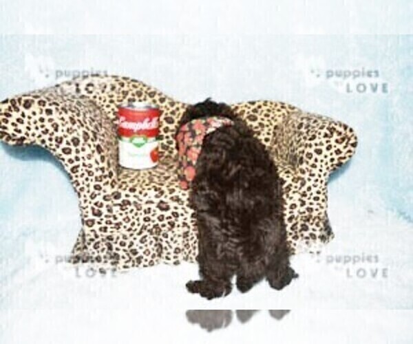 Medium Photo #9 Poodle (Toy) Puppy For Sale in SANGER, TX, USA