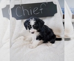 Small Photo #3 Bernedoodle Puppy For Sale in NORTH VERNON, IN, USA