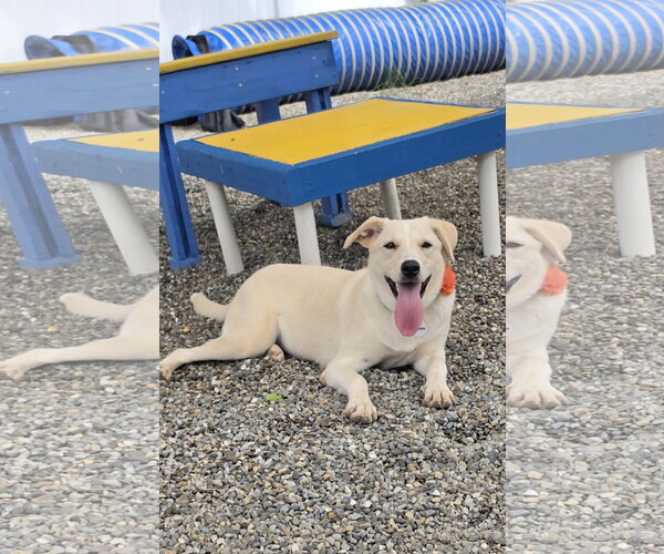 Medium Photo #5 Labrador Retriever-Unknown Mix Puppy For Sale in Rockaway, NJ, USA