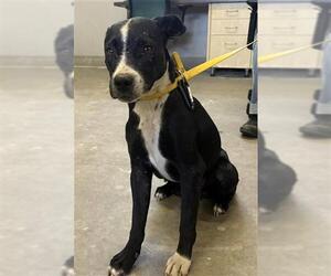 Mutt Dogs for adoption in Camarillo, CA, USA