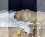Small Photo #50 Golden Retriever Puppy For Sale in BIG CABIN, OK, USA