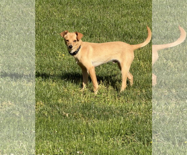 Medium Photo #2 Rat-Cha Puppy For Sale in Jackson Township, NJ, USA