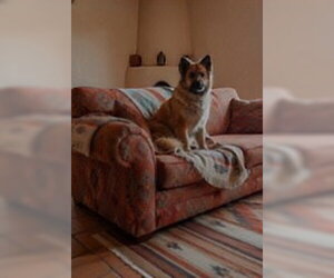WILLOW - Female Chow Chow-Unknown Mix Dog for Adoption - Photo #3