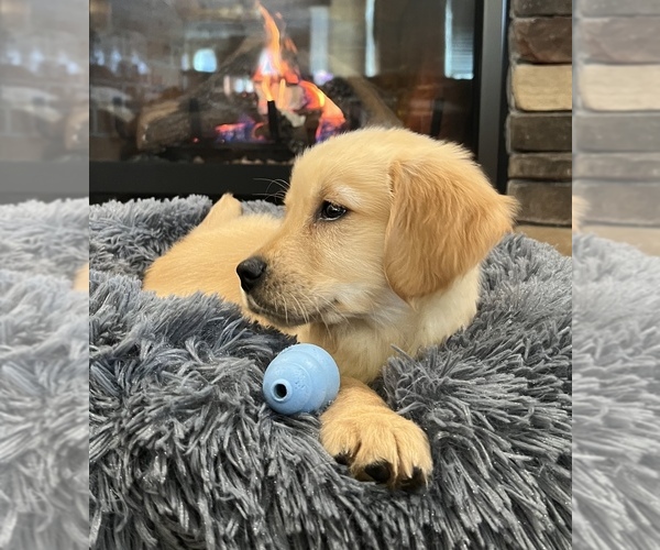 Medium Photo #4 Golden Retriever Puppy For Sale in NOBLESVILLE, IN, USA