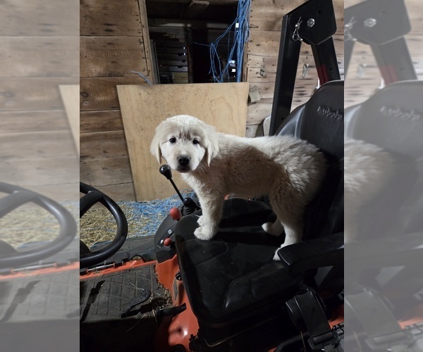 Medium Photo #4 Maremma Sheepdog Puppy For Sale in ROCHELLE, IL, USA