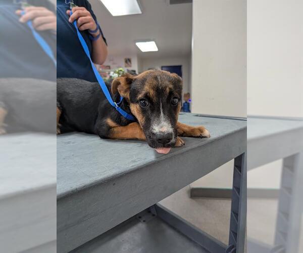 Medium Photo #1 Mutt Puppy For Sale in Bakersfield, CA, USA