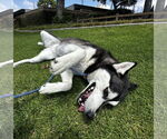 Small #5 Siberian Husky