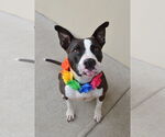Small American Pit Bull Terrier Mix
