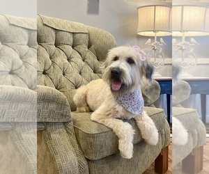 Mother of the Soft Coated Wheaten Terrier puppies born on 05/08/2025