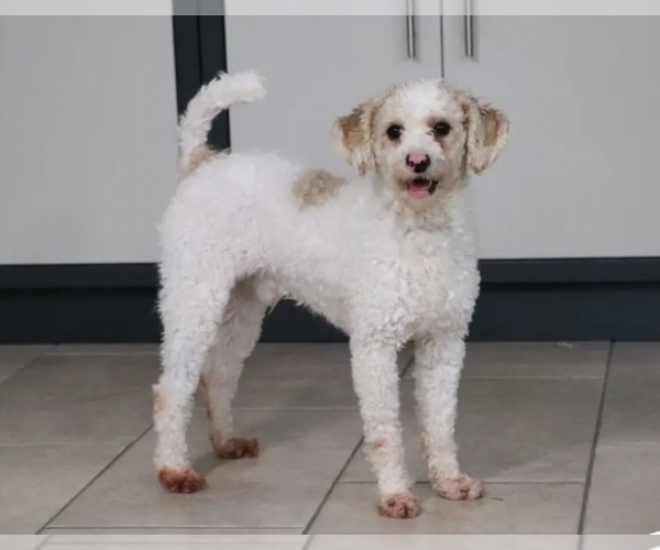 Medium Photo #1 Goldendoodle (Miniature) Puppy For Sale in WATERFORD, MI, USA