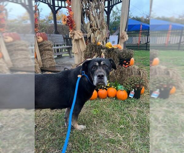 Medium Photo #1 Rottweiler-Unknown Mix Puppy For Sale in Louisville, KY, USA