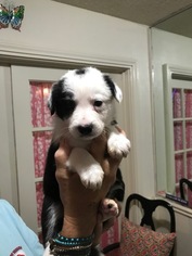Border Collie Puppy for sale in AUSTIN, TX, USA