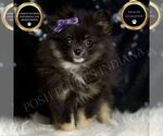 Puppy Puffy AKC Pomeranian