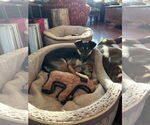 Small #4 Chihuahua