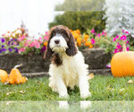 Small Photo #5 Springerdoodle Puppy For Sale in NAPPANEE, IN, USA