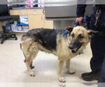 Small German Shepherd Dog Mix