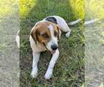 Small #3 Beagle