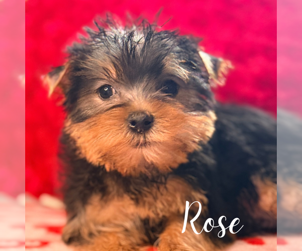 Medium Photo #2 Yorkshire Terrier Puppy For Sale in ADDISON, IL, USA