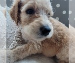 Small Photo #8 Goldendoodle Puppy For Sale in WEST, TX, USA