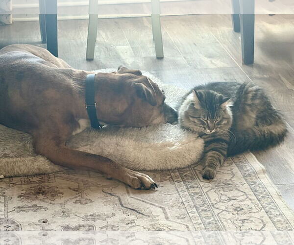 Medium Photo #4 German Shepherd Dog-Great Dane Mix Puppy For Sale in Princeton, MN, USA