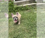 Small #4 French Bulldog