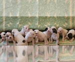 Small Photo #1 American Bulldog Puppy For Sale in MECHANICSVILLE, VA, USA
