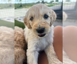 Medium Goldendoodle