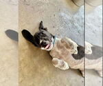 Small #2 Mutt