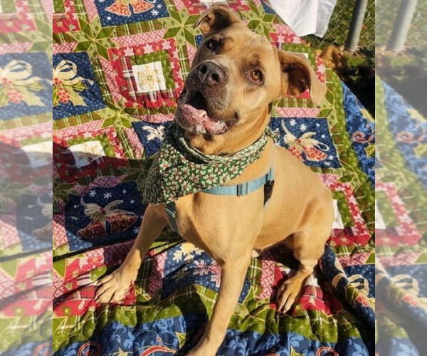 Medium Photo #3 Mutt Puppy For Sale in Cape May, NJ, USA