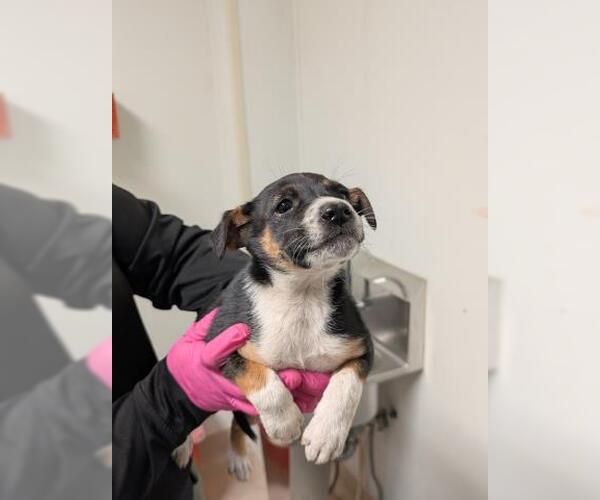 Medium Photo #1 Texas Heeler-Unknown Mix Puppy For Sale in Bakersfield, CA, USA