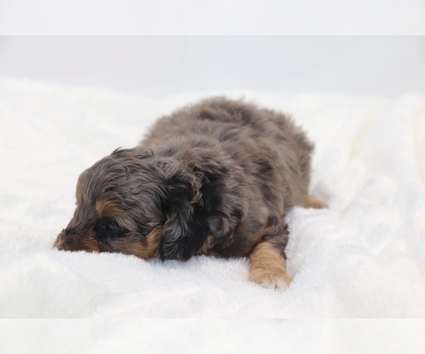Medium Photo #38 Cockapoo Puppy For Sale in RIPLEY, TN, USA