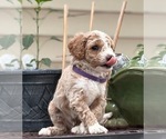 Small #2 Goldendoodle (Miniature)