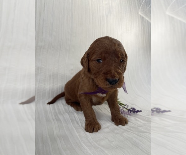 Medium Photo #6 Goldendoodle Puppy For Sale in WOODBURN, IN, USA