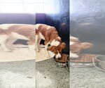 Small #1 Australian Shepherd-Saint Bernard Mix